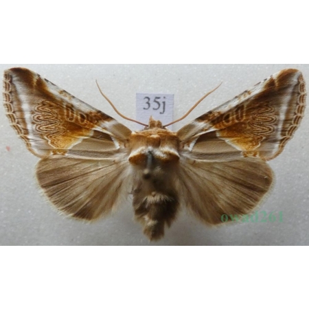 Habrosyne pyritoides (Hufnagel, 1766) Pluszówka agatka Pluszówka agatka Czech35j